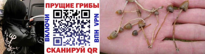 Галлюциногенные грибы мухоморы  ссылка на мегу как зайти  Полесск  как найти закладки 